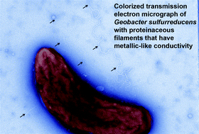 Graphical abstract: Comment on “On electrical conductivity of microbial nanowires and biofilms” by S. M. Strycharz-Glaven, R. M. Snider, A. Guiseppi-Elie and L. M. Tender, Energy Environ. Sci., 2011, 4, 4366
