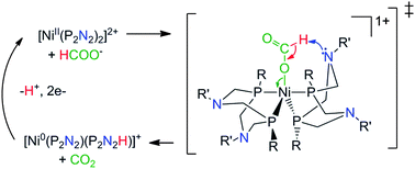 Graphical abstract: Formate oxidation via β-deprotonation in [Ni(PR2NR′2)2(CH3CN)]2+ complexes