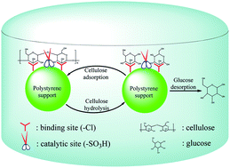 Graphical abstract: Hydrolysis of cellulose by cellulase-mimetic solid catalyst
