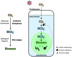 Graphical abstract: Enhancing CO2 bio-mitigation by genetic engineering of cyanobacteria