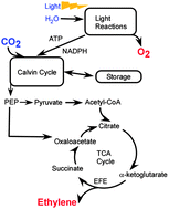 Graphical abstract: Sustained photosynthetic conversion of CO2 to ethylene in recombinant cyanobacterium Synechocystis 6803