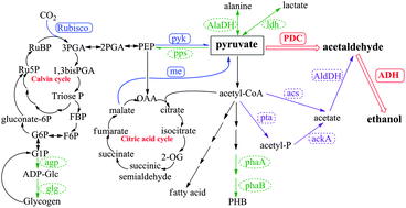Graphical abstract: Photosynthetic production of ethanol from carbon dioxide in genetically engineered cyanobacteria