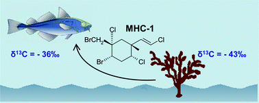 Graphical abstract: Stable carbon isotope composition (δ13C values) of the halogenated monoterpene MHC-1 as found in fish and seaweed from different marine regions