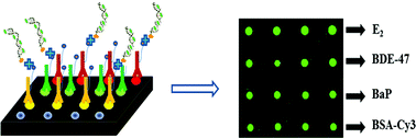 Graphical abstract: Sensitive immunoassay detection of multiple environmental chemicals on protein microarrays using DNA/dye conjugate as a fluorescent label