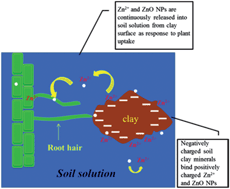 Graphical abstract: ZnO nanoparticle fate in soil and zinc bioaccumulation in corn plants (Zea mays) influenced by alginate
