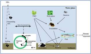 Graphical abstract: The biophysicochemical interactions at the interfaces between nanoparticles and aquatic organisms: adsorption and internalization
