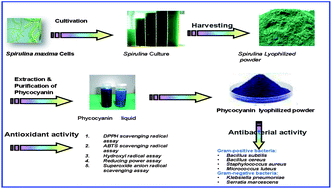 Graphical abstract: Characterization and bioactivity of phycocyanin isolated from Spirulina maxima grown under salt stress