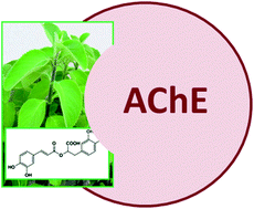 Graphical abstract: Interaction between Plectranthus barbatus herbal tea components and acetylcholinesterase: binding and activity studies