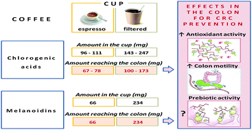 Graphical abstract: Coffee, colon function and colorectal cancer
