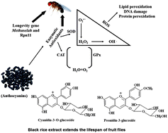 Graphical abstract: Black rice extract extends the lifespan of fruit flies