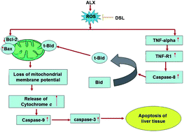 Graphical abstract: The prophylactic role of d-saccharic acid-1,4-lactone against hyperglycemia-induced hepatic apoptosis via inhibition of both extrinsic and intrinsic pathways in diabetic rats