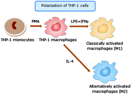 Graphical abstract: Characterization of polarized THP-1 macrophages and polarizing ability of LPS and food compounds
