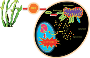 Graphical abstract: Induction of apoptosis in A431 skin cancer cells by Cissus quadrangularis Linn stem extract by altering Bax–Bcl-2 ratio, release of cytochrome c from mitochondria and PARP cleavage