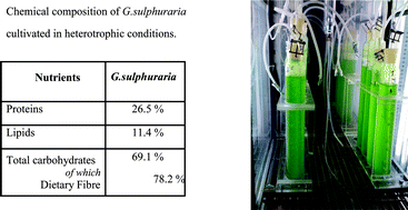 Graphical abstract: Microalgae as human food: chemical and nutritional characteristics of the thermo-acidophilic microalga Galdieria sulphuraria