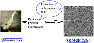 Graphical abstract: Antioxidant activity and oxidative stress protection of duck proteins hydrolysates in SK-N-SH cells