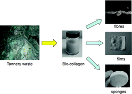 Graphical abstract: Tailor-made biopolymers from leather waste valorisation