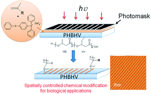 Graphical abstract: Natural biopolymer surface of poly(3-hydroxybutyrate-co-3-hydroxyvalerate)-photoinduced modification with triarylsulfonium salts