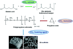 Graphical abstract: Fabrication of biomimetic poly(propylene carbonate) scaffolds by using carbon dioxide as a solvent, monomer and foaming agent