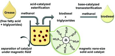 Graphical abstract: Highly active, stable, and recyclable magnetic nano-size solid acid catalysts: efficient esterification of free fatty acid in grease to produce biodiesel