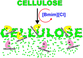 Graphical abstract: A cyclic process for full enzymatic saccharification of pretreated cellulose with full recovery and reuse of the ionic liquid 1-butyl-3-methylimidazolium chloride