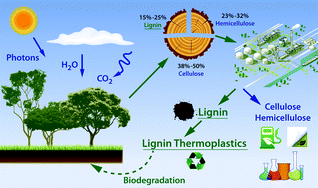 Graphical abstract: Turning renewable resources into value-added polymer: development of lignin-based thermoplastic