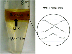 Graphical abstract: Tetraalkylammonium oleate and linoleate based ionic liquids: promising extractants for metal salts