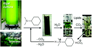 Graphical abstract: Effective lipid extraction from algae cultures using switchable solvents