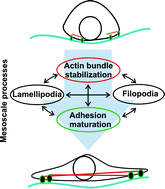 Graphical abstract: Numerically bridging lamellipodial and filopodial activity during cell spreading reveals a potentially novel trigger of focal adhesion maturation