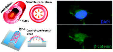 Graphical abstract: Microfluidic artificial “vessels” for dynamic mechanical stimulation of mesenchymal stem cells