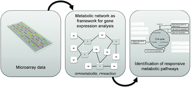 Graphical abstract: Inference of responsive metabolic pathways from time-series transcriptomic data with consideration of the metabolic network structure