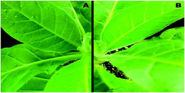 Graphical abstract: Expression of Monstera deliciosa agglutinin gene (mda) in tobacco confers resistance to peach-potato aphids