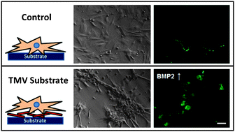 Graphical abstract: A plant virus substrate induces early upregulation of BMP2 for rapid bone formation