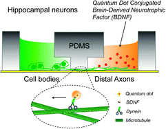 Graphical abstract: Functional characterization and axonal transport of quantum dot labeled BDNF
