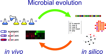 Graphical abstract: Microbial evolution in vivo and in silico: methods and applications