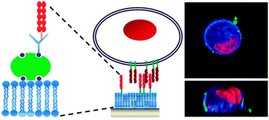 Graphical abstract: The study of polarisation in single cells using model cell membranes