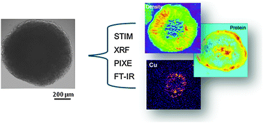 Graphical abstract: The use of spectroscopic imaging and mapping techniques in the characterisation and study of DLD-1 cell spheroid tumour models