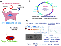 Graphical abstract: NDRG4, the N-Myc downstream regulated gene, is important for cell survival, tumor invasion and angiogenesis in meningiomas