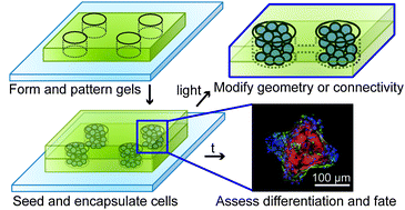 Graphical abstract: Responsive culture platform to examine the influence of microenvironmental geometry on cell function in 3D