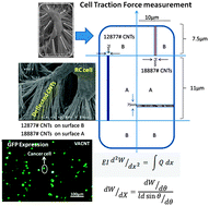 Graphical abstract: Evaluation of the shear force of single cancer cells by vertically aligned carbon nanotubes suitable for metastasis diagnosis