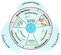 Graphical abstract: Mechanobiology: a new frontier for human pluripotent stem cells