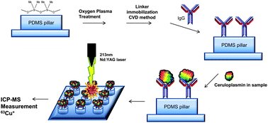 Graphical abstract: LA-ICP-MS with microarray chip sampling to determine holoceruloplasmin in serum