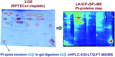 Graphical abstract: LA-ICP-MS and nHPLC-ESI-LTQ-FT-MS/MS for the analysis of cisplatin–protein complexes separated by two dimensional gel electrophoresis in biological samples