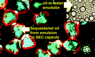 Graphical abstract: Sequestration of edible oil from emulsions using new single and double layered microcapsules from plant spores