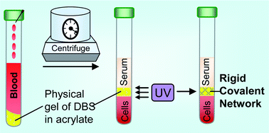 Graphical abstract: A new method for centrifugal separation of blood components: Creating a rigid barrier between density-stratified layers using a UV-curable thixotropic gel