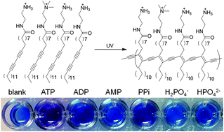 Graphical abstract: Conjugated polydiacetylenes bearing quaternary ammonium groups as a dual colorimetric and fluorescent sensor for ATP