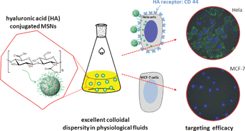 Graphical abstract: Hyaluronic acid-conjugated mesoporous silica nanoparticles: excellent colloidal dispersity in physiological fluids and targeting efficacy