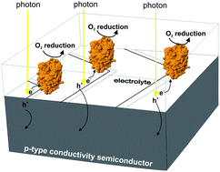 Graphical abstract: A semiconductor–enzyme photoelectrode for oxygen reduction by direct transfer of photo-generated electrons to laccase