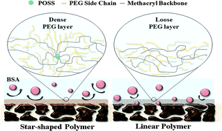 Graphical abstract: The increase of antifouling properties of ultrafiltration membrane coated by star-shaped polymers