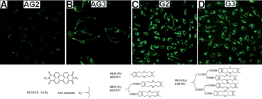 Graphical abstract: Fluorescent water-soluble probes based on dendritic PEG substituted perylene bisimides: synthesis, photophysical properties, and live cell images