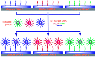 Graphical abstract: Multiplexed SERS detection of DNA targets in a sandwich-hybridization assay using SERS-encoded core–shell nanospheres